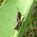 Unidentified Grasshopper Nymph