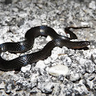 Southern Florida Swamp Snake