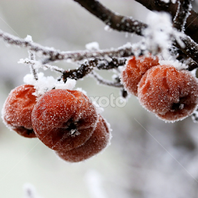 by Dana Corina Popescu - Nature Up Close Other Natural Objects