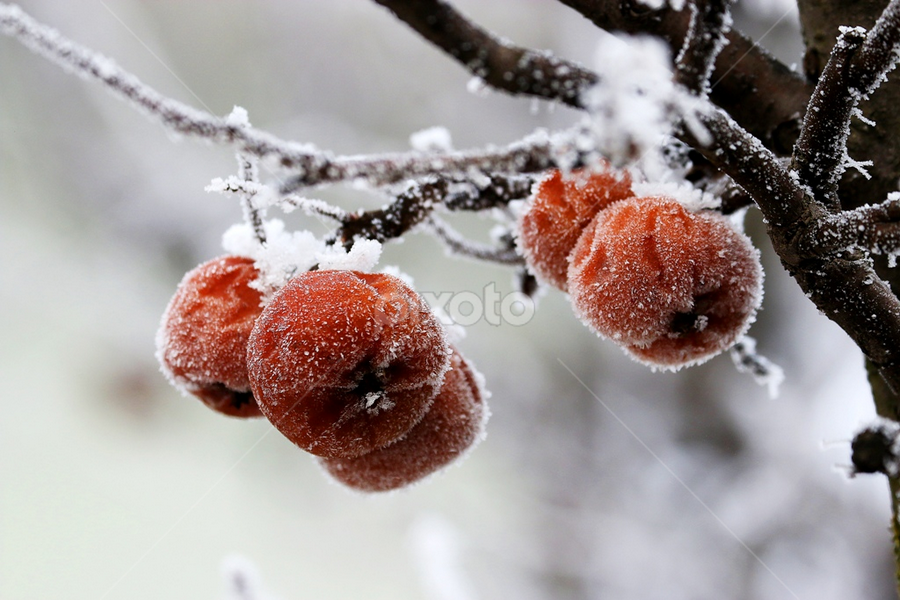 by Dana Corina Popescu - Nature Up Close Other Natural Objects
