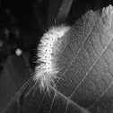Hickory Tussock Moth caterpillar