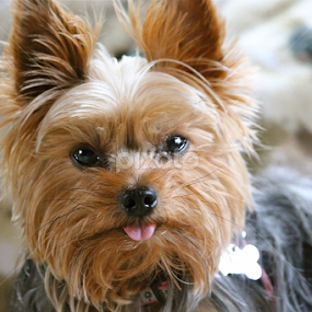 Dog Sticking out Tongue  by Sydney Rohmann - Animals - Dogs Portraits