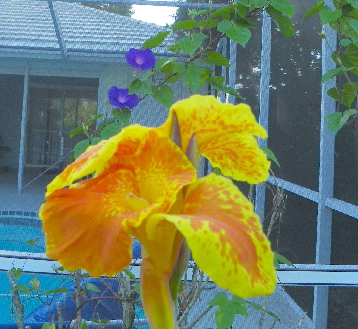 Yellow King Humbert Cana Lily