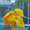 Yellow King Humbert Cana Lily
