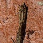 Clemens' grass tubeworm moths (mating)