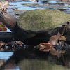 Northern Snapping Turtle