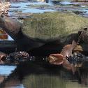Northern Snapping Turtle