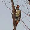 Northern Flicker Woodpecker