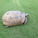 Gopher Tortoise