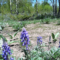 Phenology in Grand Teton and Yellowstone National Parks