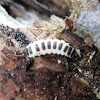 Unknown Beetle Larva