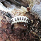 Unknown Beetle Larva