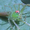 Magnolia Green Jumping Spider