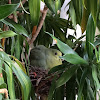 Pink-necked Green Pigeon - female