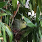 Pink-necked Green Pigeon - female