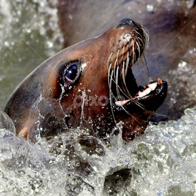SeaLion by Ralph Harvey - Animals Sea Creatures