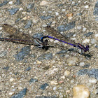 Violet Dancer damselflies (mating pairs, in tandem)