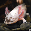 Axolotl (White Morph)