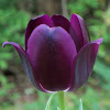 Black Tulip