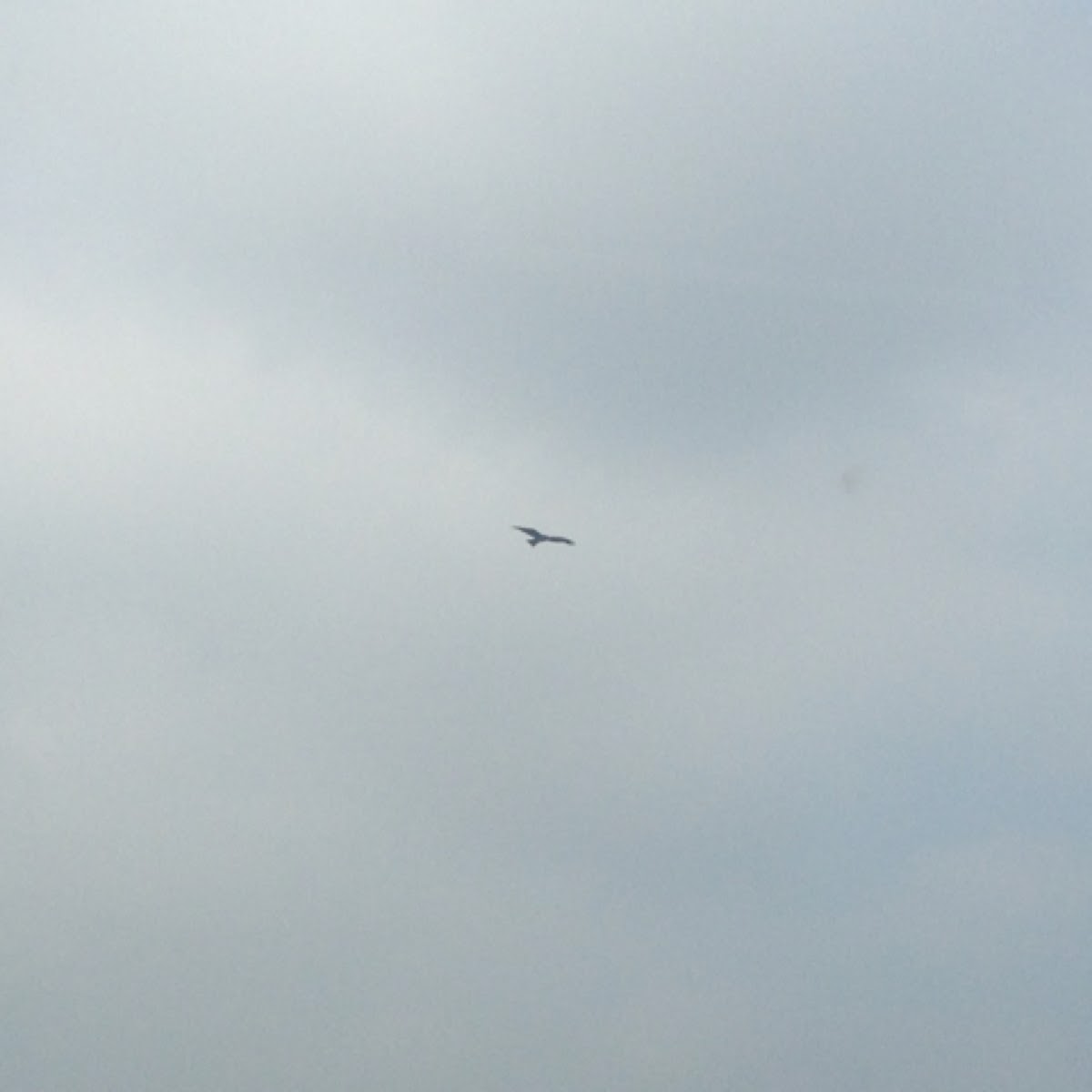 Black kite