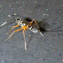 Black and White-striped Ichneumon Wasp