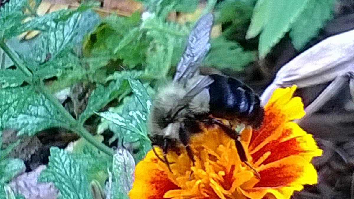 Franklin's Bumblebee