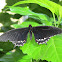 Common Mormon Butterfly