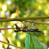 Mantis Lacewing