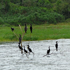 cormorants