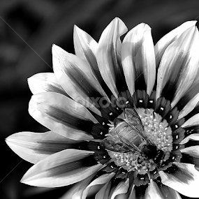 by Saptarshi Datta - Black & White Flowers & Plants