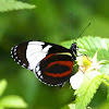 White-barred or Cydno Longwing