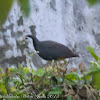 White-breasted Waterhen