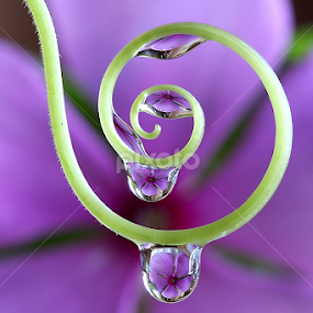 by Wahyudi Barasila - Nature Up Close Natural Waterdrops