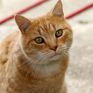 AllCatsPuzzle.apk 1.01