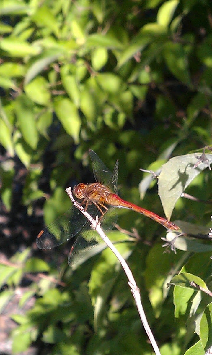 Autumn Meadowhawk