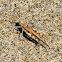 Yellow-winged Digging Grasshopper