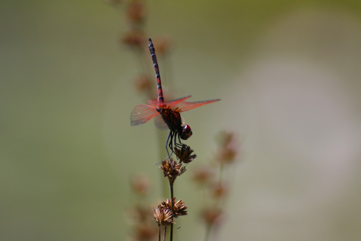 Skimmer Dragonflies