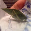 Leaf like grasshopper