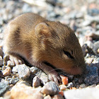 Marsh Rice Rat (juvenile)