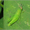 Grasshopper (Nymph)