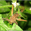 Slant-faced Grasshoppers (Mating)