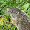 Groundhog (Young Woodchuck)