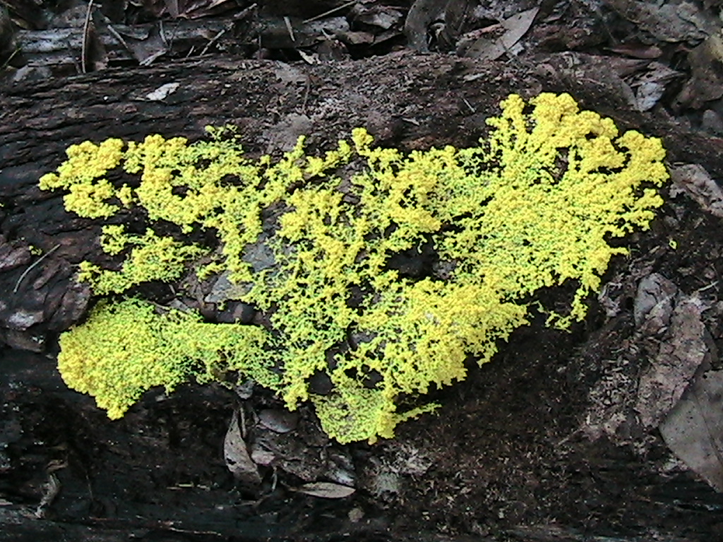 some sort of slime-mold.