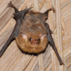 White-lined Sac-winged Bat