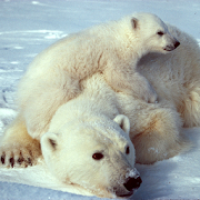 Wild Animals of the Arctic