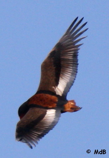 Bataleur eagle