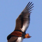 Bataleur eagle
