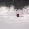Giant River Otter