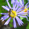 Gold Striped Hoverfly on Sky-Blue Asters