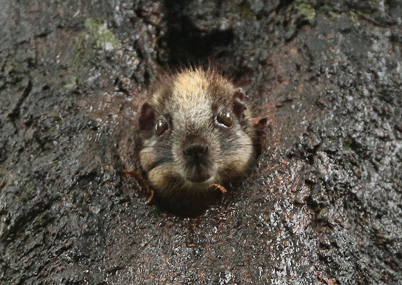 Yellow-Crowned Brush-Tailed Rat | Project Noah